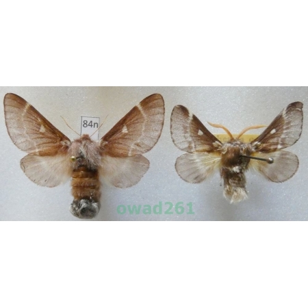 Eriogaster lanestris (Linnaeus, 1758) pair Czech84n